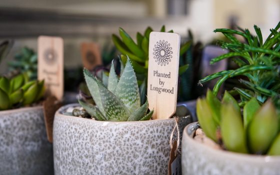 Several planted succlents in gray stone pots.